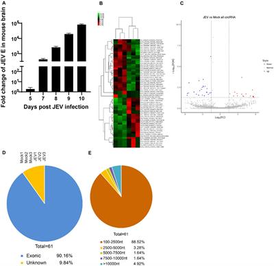 Circular RNA network plays a potential antiviral role in the early stage of JEV infection in mouse brain